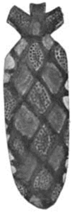 FIG. 28.—TIKOVINA USED BY THE HERBERT RIVER TRIBES (in Howitt 1904: 499)