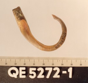 QE5272.1 Tortoise shell fish hook